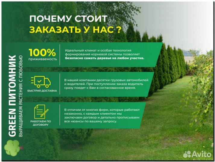 Туя Брабант 1,5-1,7м