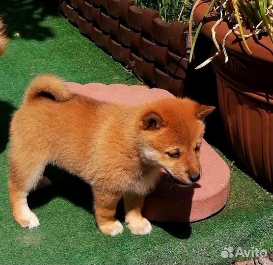 Щенки Сиба ину