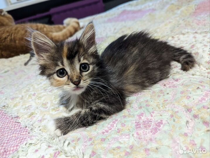 Котенок трехцветный 2 месяца