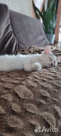 Котёнок в добрые руки мальчик