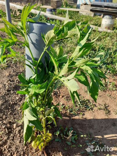 Бузина черная саженец