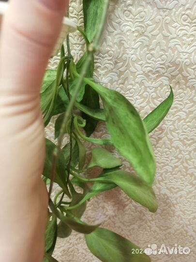 Хойя Nicholsoniae New Guinea Ghost