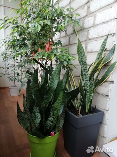 Комнатные растения