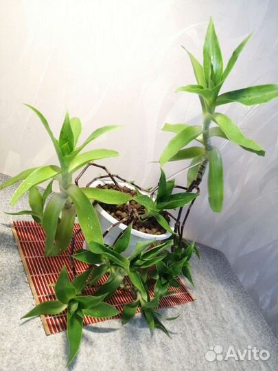 Цветок золотой ус (каллизия душистая)