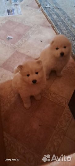 Самоедская лайка щенки