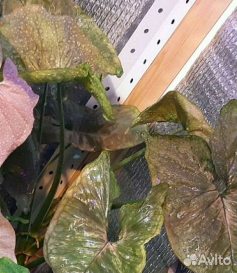 Сингониум Мария Аллюжн