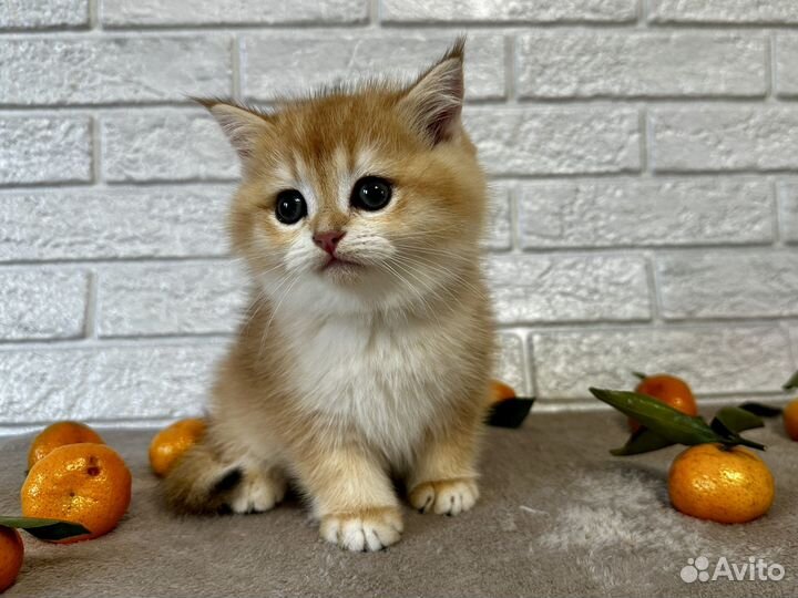 Шотландская золотая шиншилла мальчик ny 12