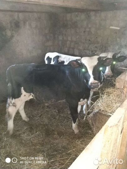 Быки на мясо