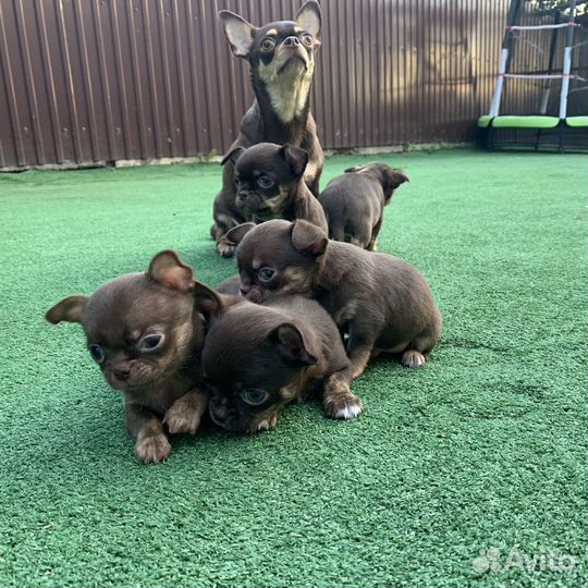 Щенки чихуахуа