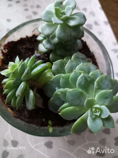 Кактусы и суккуленты