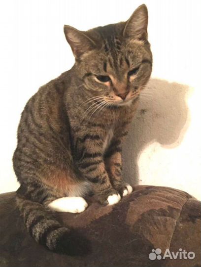 Отдам красивых кошечек