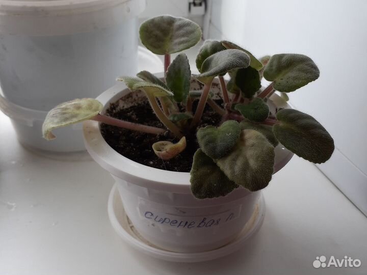 Комнатные цветы