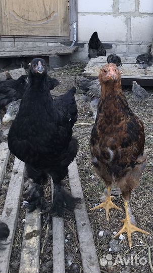 Цыплята породы Брама