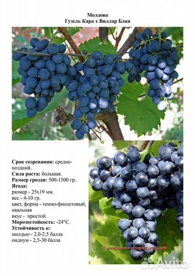 Виноградная лоза Молдова