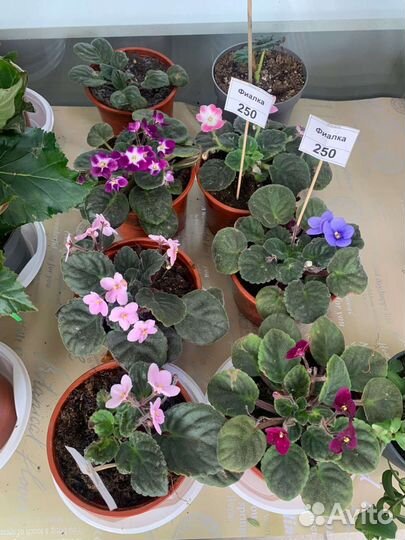 Фиалка в горшках