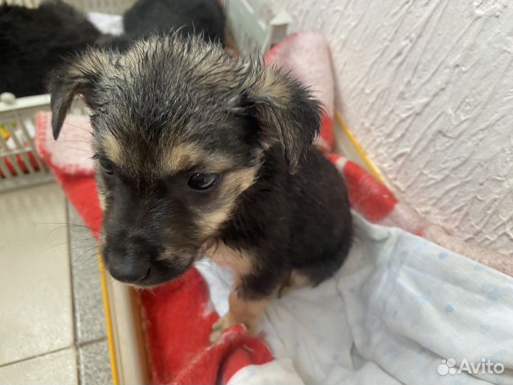 Щенок в добрые руки бесплатно