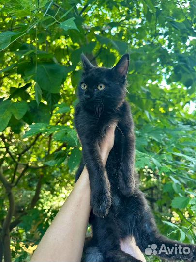 Котенок мальчик