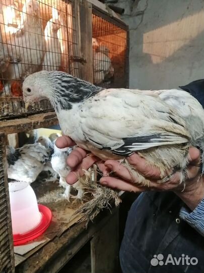 Цыплята Брамы