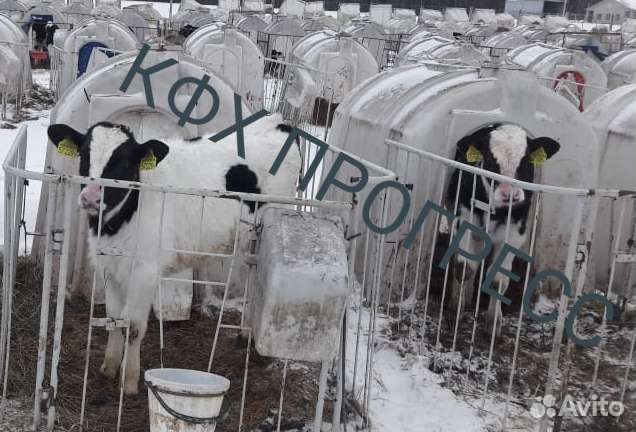 Бычки и телята