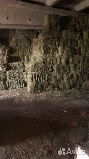 Сено люцерна клевер по 25 кг отличное качество