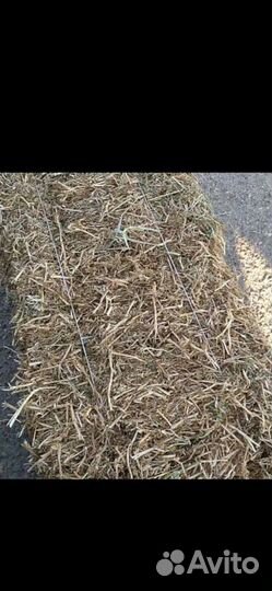 Солома пшеничная в тюках 2023