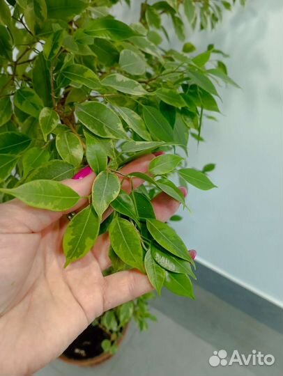 Фикус бенджамина