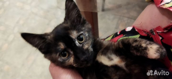 Котята