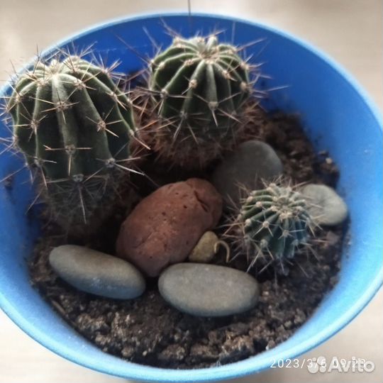 Цветы для дома и дачи