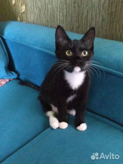 Котенок девочка бесплатно