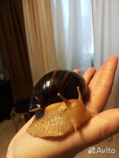 Ахатины двух видов, отдаю