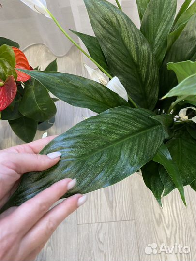 Комнатные растения цветы