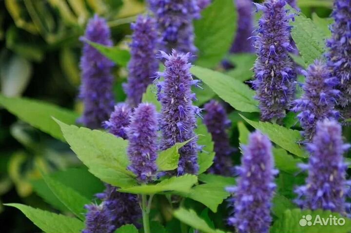 Лофант,многолетние растения,пряные травы