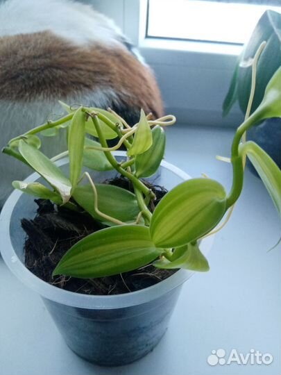 Орхидея ваниль вариегатная