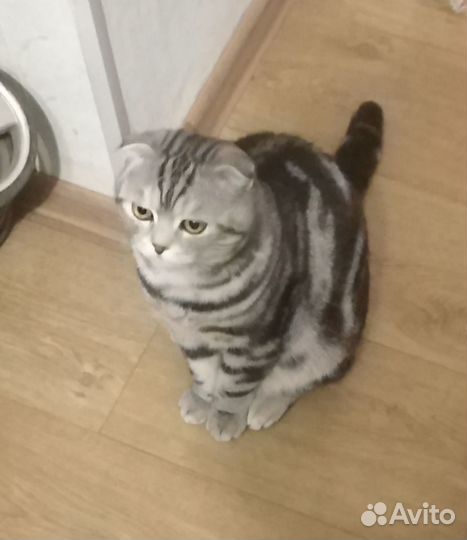 Шотландский кот вязка