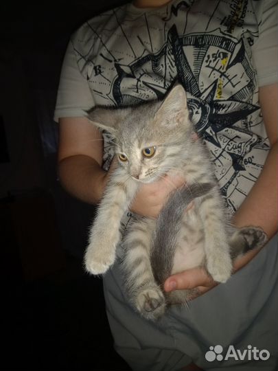 Котята метисы в добрые руки