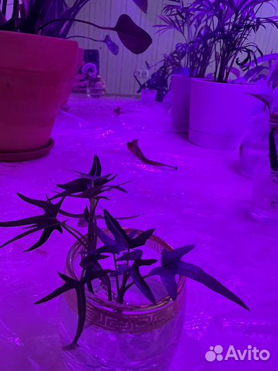 Плющ обыкновенный