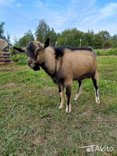 Услуги козлика