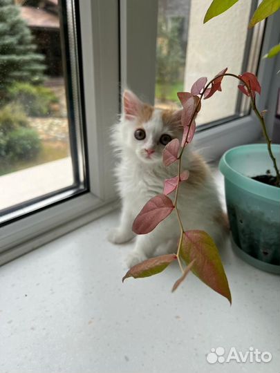 Кошка в дар бесплатно