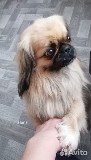 Щенки пекинеса