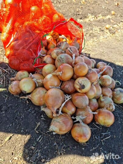 Лук репчатый