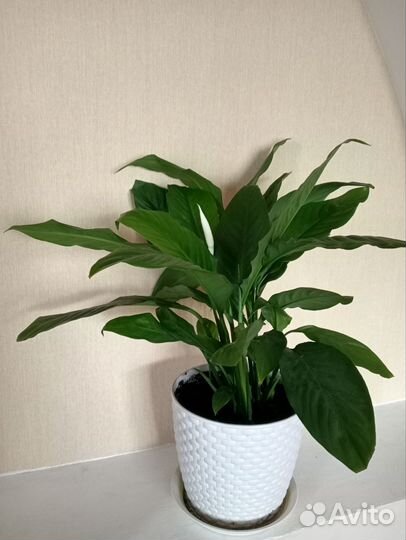 Комнатные растения цветущие