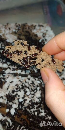 Жук знахарь