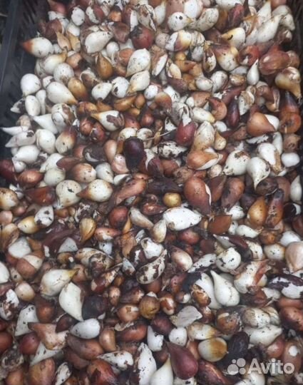 Луковицы тюльпанов после выгонки