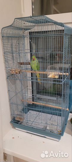 Ожереловый попугай