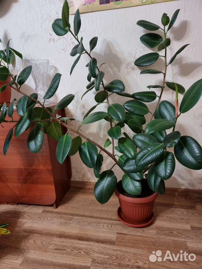 Фикус большой