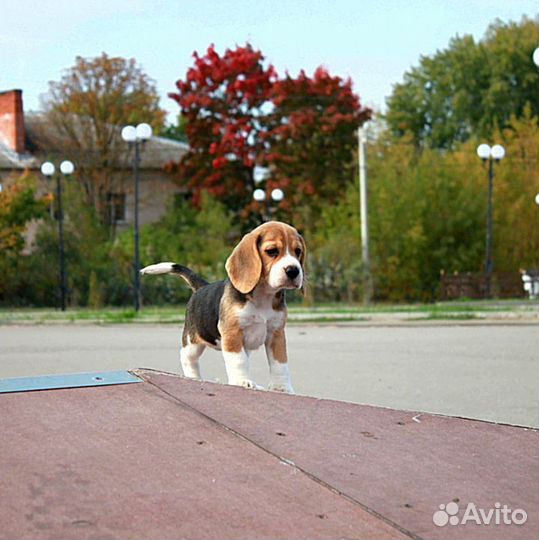 Щенки бигль