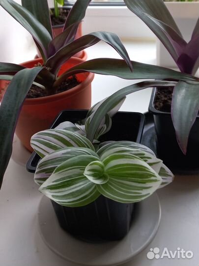 Традесканция