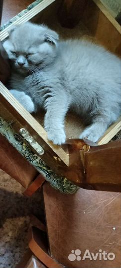 Британский вислоухий кот