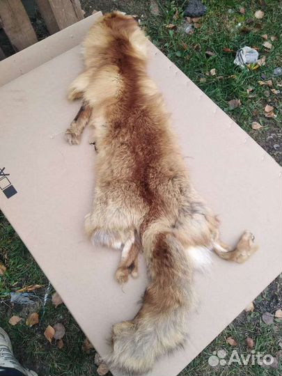 Шкура лисы