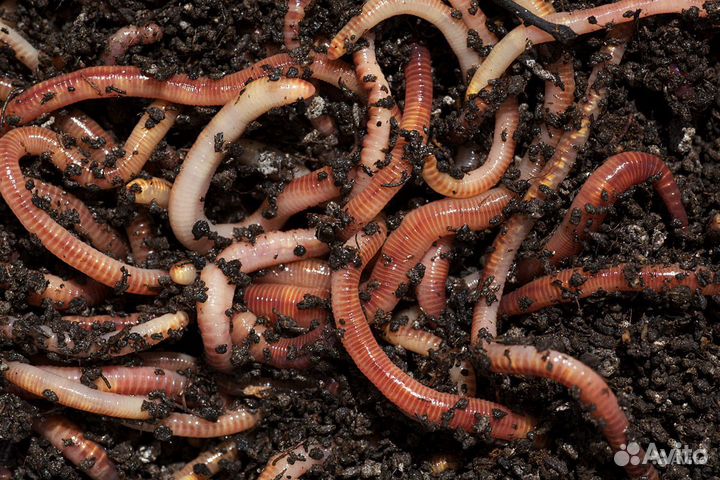 Червь для рыбалки